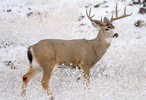 Hunt Mule Deer in Colorado