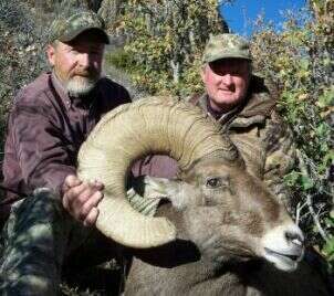 Bighorn Sheep