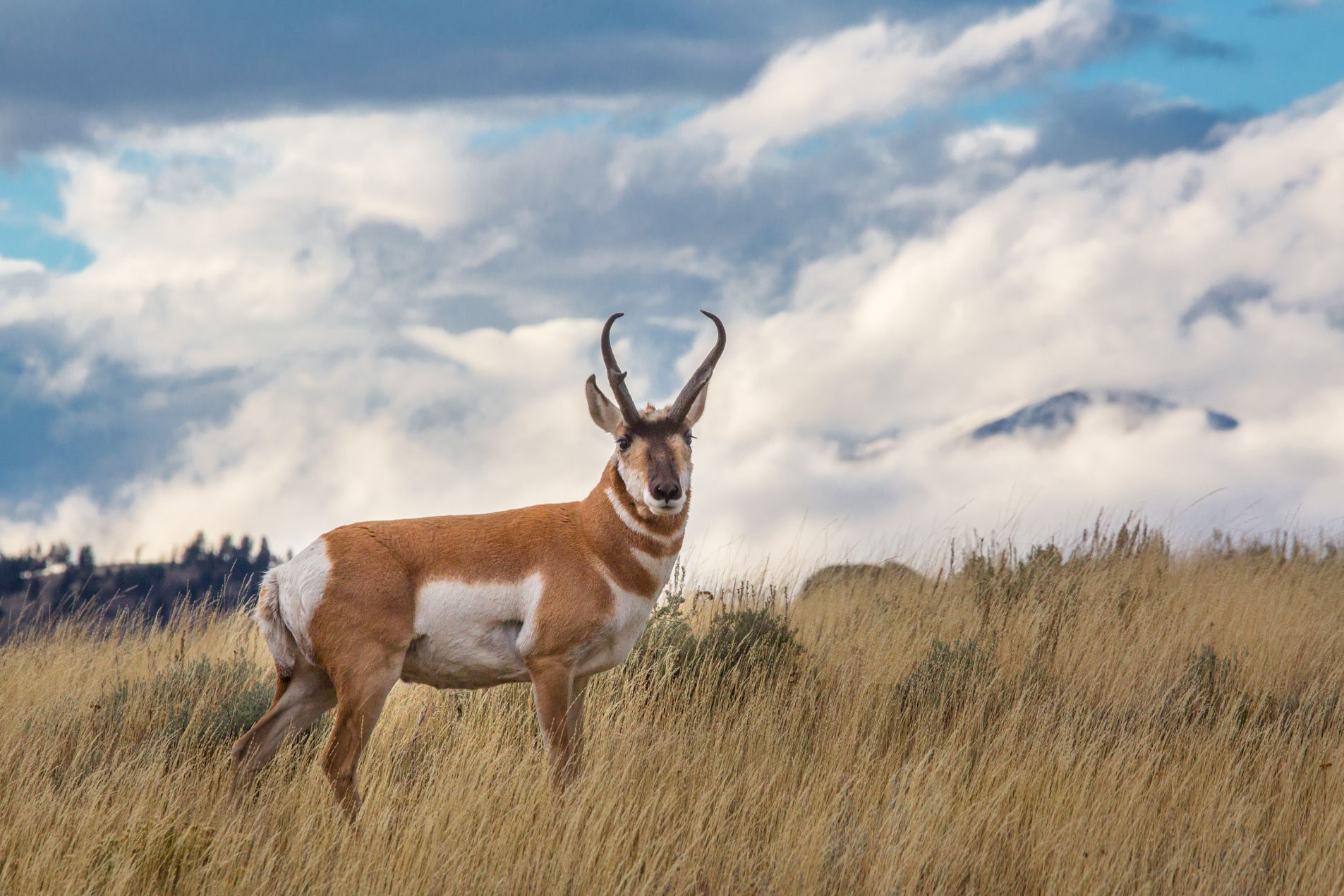 Antelope Hunts - Outfitters in Colorado