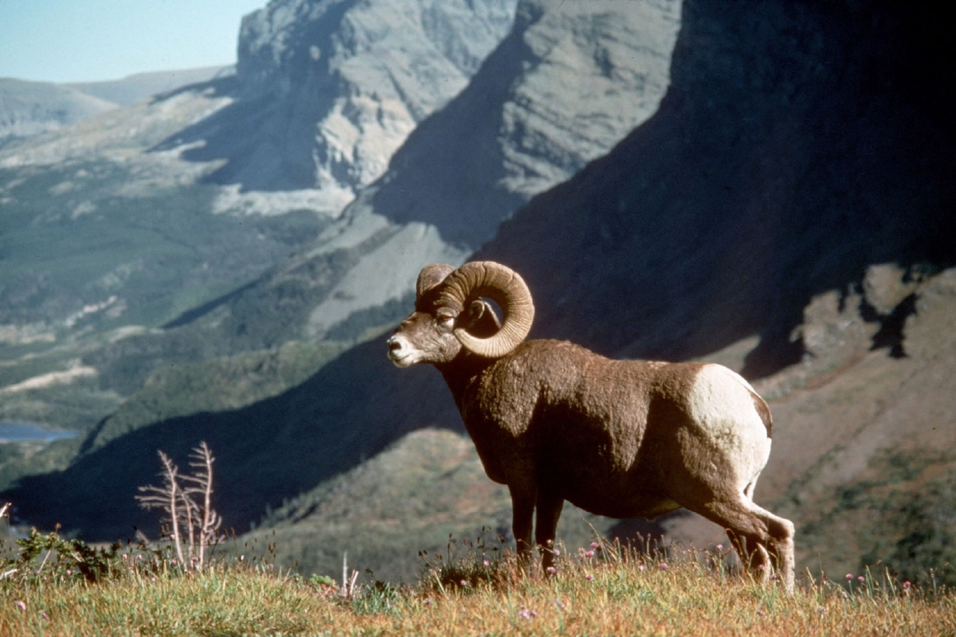 Rocky Mountain Bighorn Sheep Outfitters in Colorado