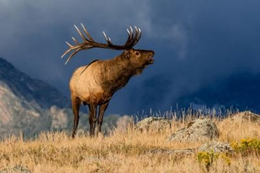 Hunt Elk in Colorado