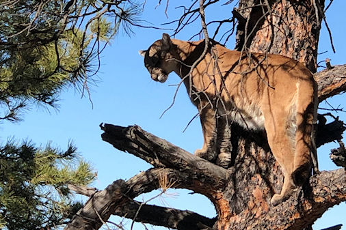 Hunt Mountain Lion in Colorado