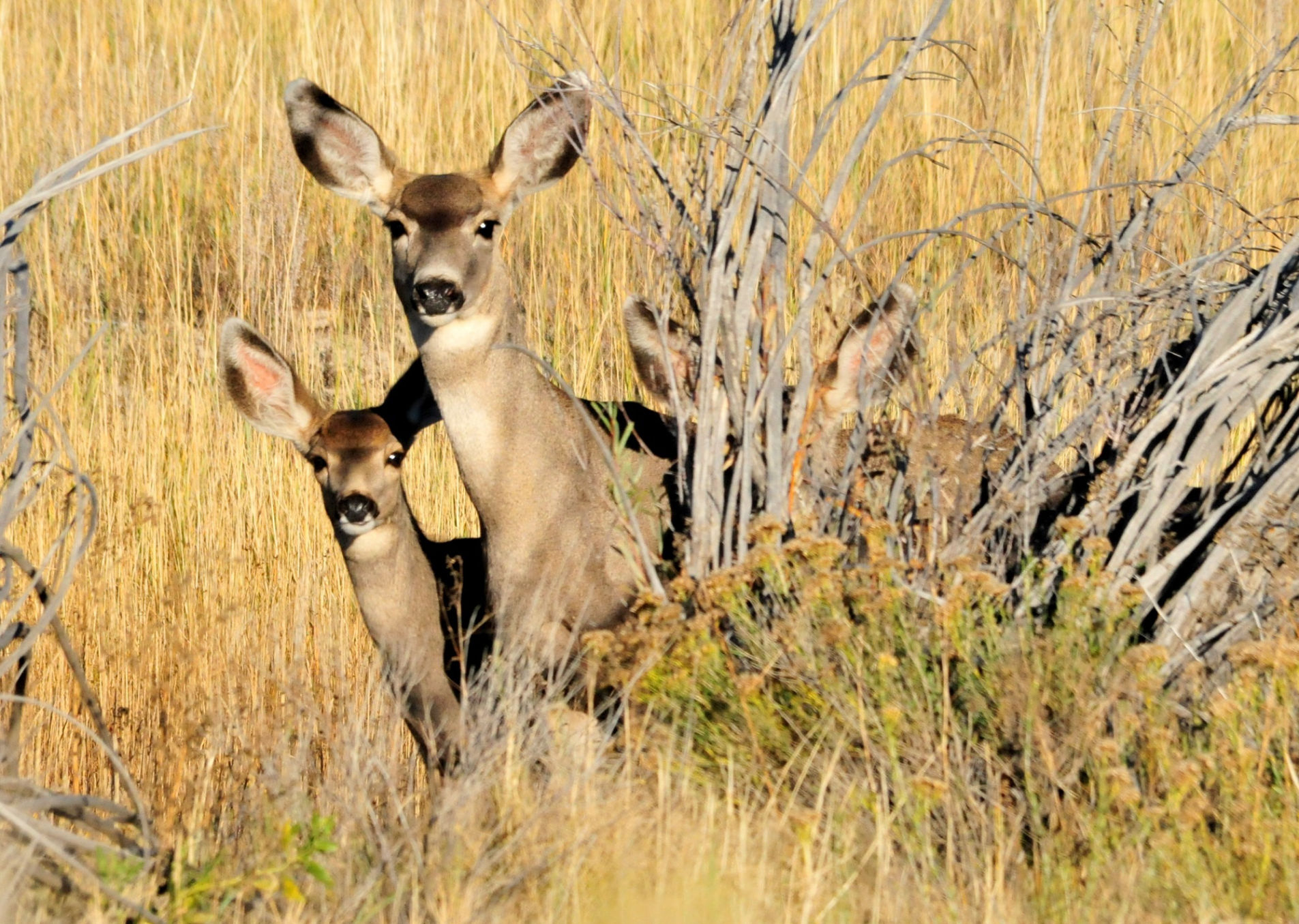 Guided Mule Deer Outfitters in Colorado