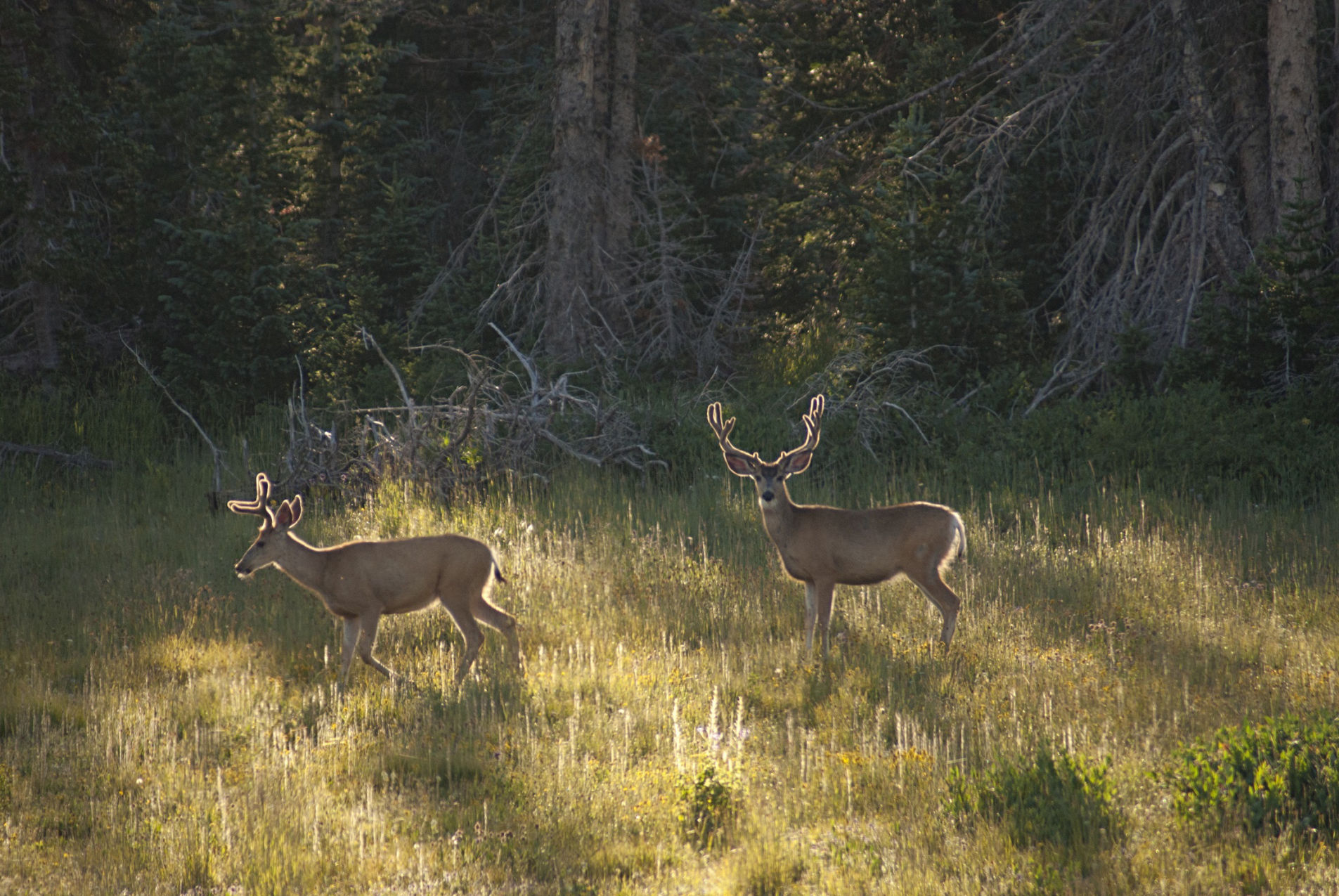The Nash Ranches Mule Deer Outfitters in Colorado
