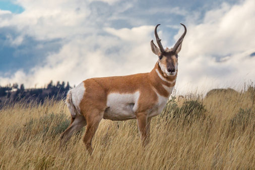 Hunt Antelope in Colorado