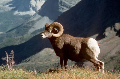 Hunt Rocky Mountain Big Horn Sheep in Colorado