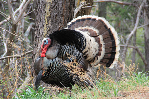 Hunt Merriam's Turkey in Colorado